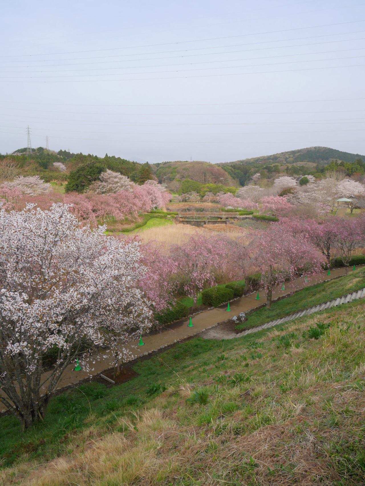 Sex gdmtblr:The Breath of SpringWeeping cherry pictures