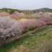 Porn gdmtblr:The Breath of SpringWeeping cherry photos