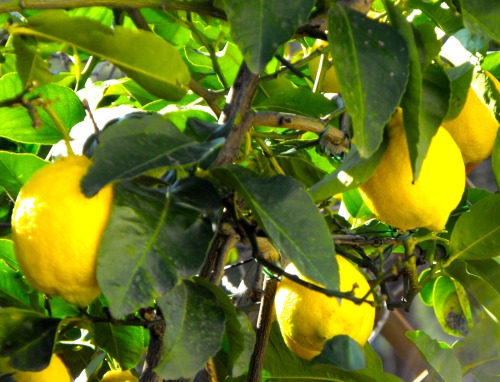 Limoni, giardino sul tetto, Roma, 2009.“Kennst du das Land, wo die Zitronen blühn?” Goet