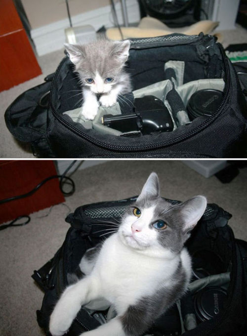 tastefullyoffensive:Before and After Photos of Cats Growing Up (photos via bored panda)Previously: Cats Using Dogs as Pillows, Puppies That Look Like Teddy Bears