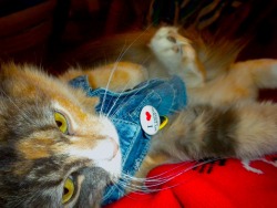 perfectionerection:  I decided to put my cat, Pinball, in my Build-A-Bear’s demin vest that I tore up. Although I was not at all disappointed, she was. 