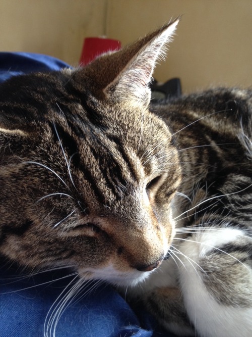 ninjaofthepurplethings:  So here’s the “dead cat” Sky, who keeps getting shot by some invisible assa