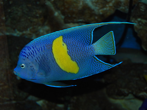 Halfmoon angelfish (Pomacanthus maculosus)The halfmoon angelfish is a marine angelfish. The species 