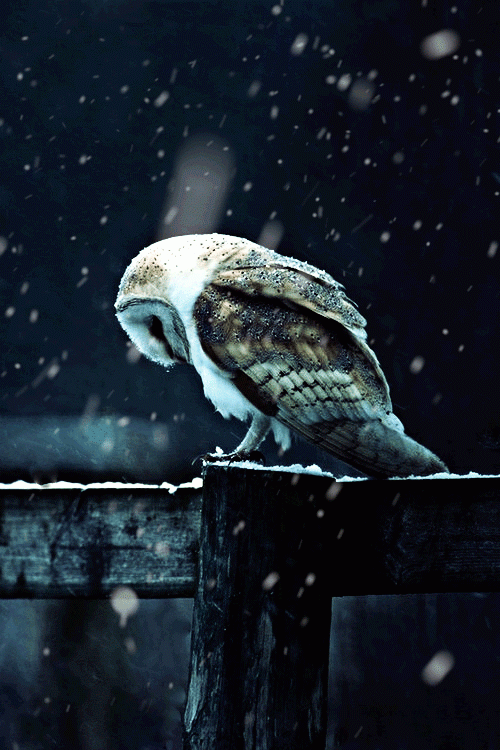 hypernothing:  “The owl, the wisest of all birds. The more it sees, the less it talks.” 