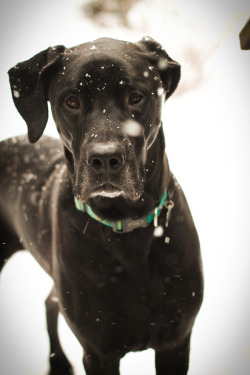 handsomedogs:  Charlee girl in the snow.