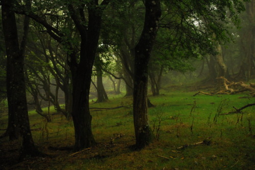 buron: Will-o’-the-wisp and the Faded Veil (9) ©buron - september ‘13