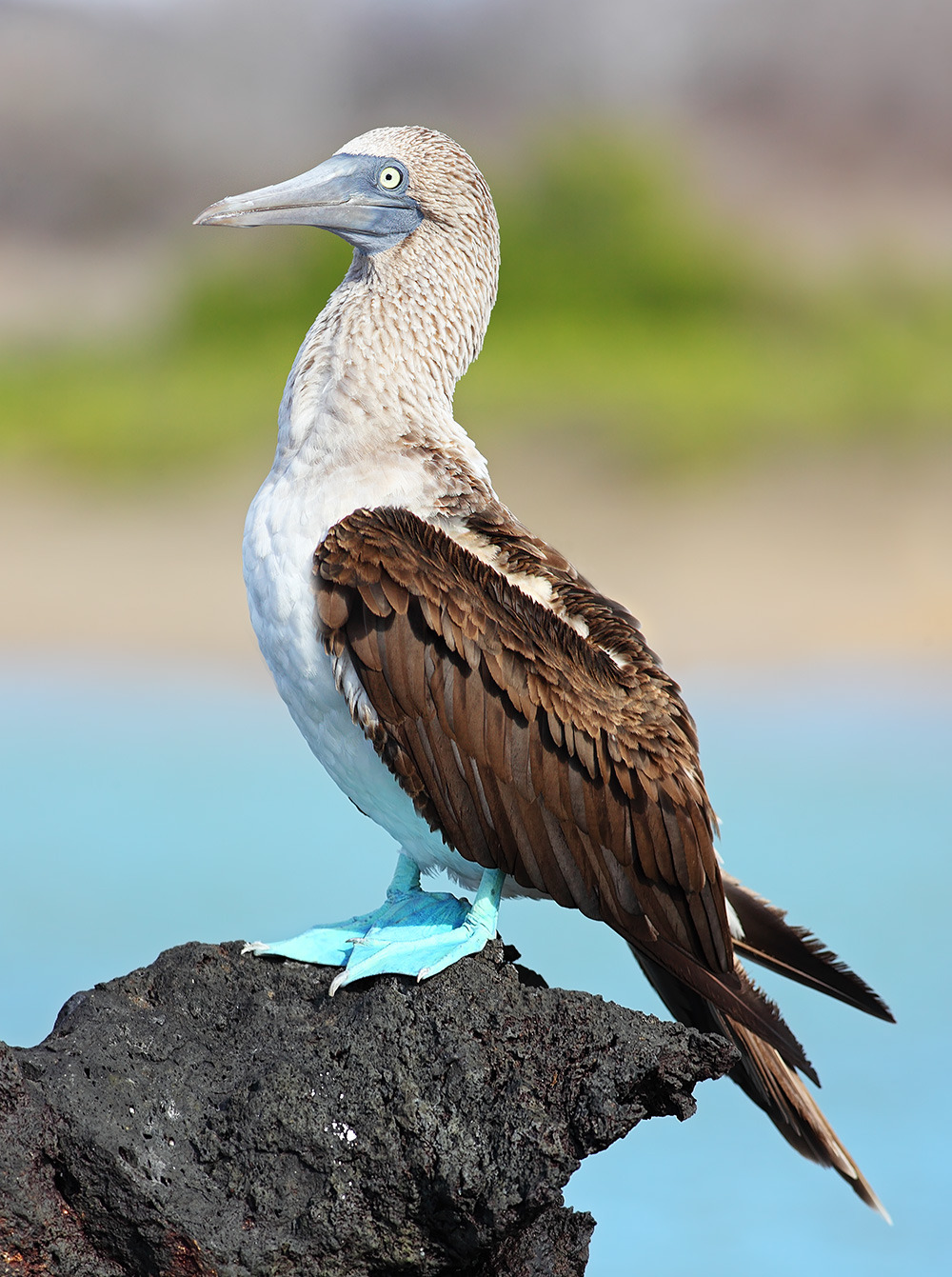 BOOBY APPRECIATION POST!