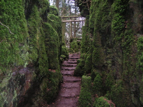 odditiesoflife: Puzzlewood Magical Forest — The Real Middle Earth Puzzlewood is a unique and e