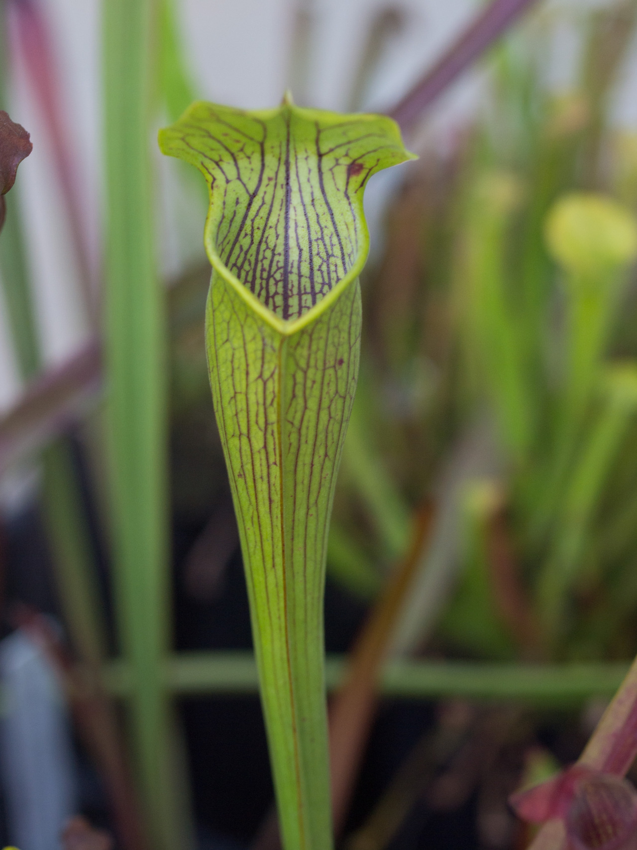 wire-man:  Fall pitchers on my Sarracenia.  Top to bottom: -S. alata Tyler County,