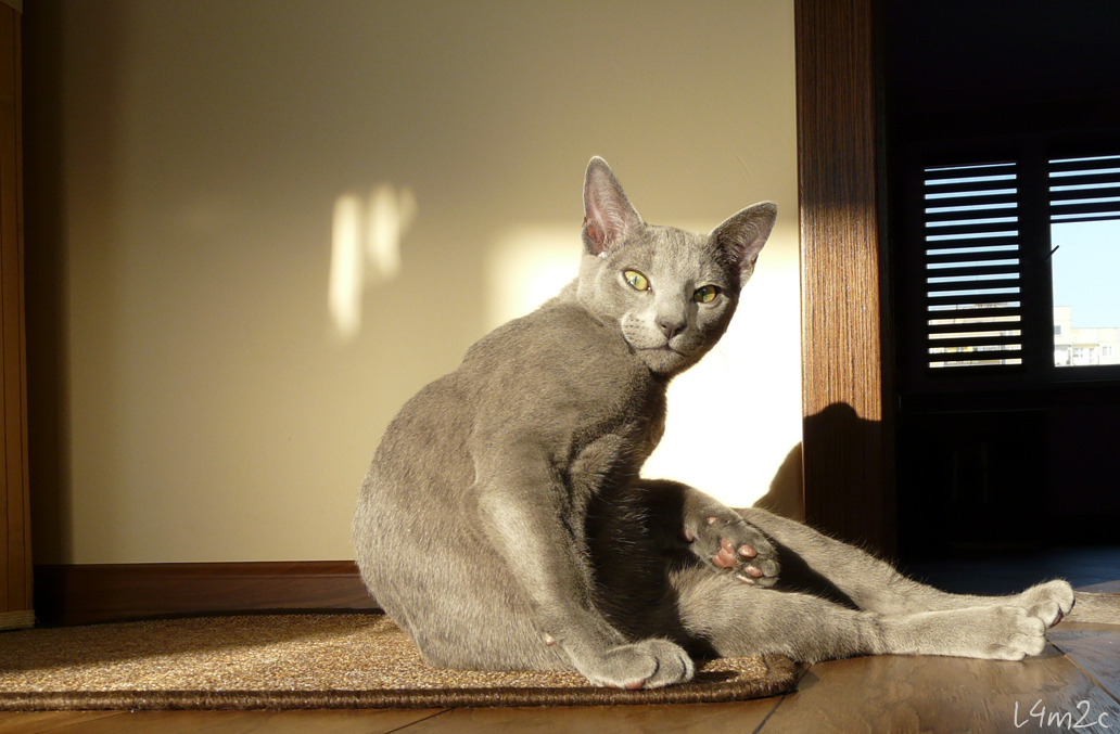 love4my2cats:  ‘Sup, people?’