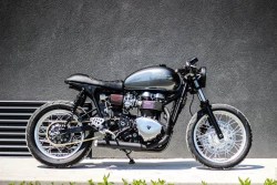 scrambler081:  Triumph 