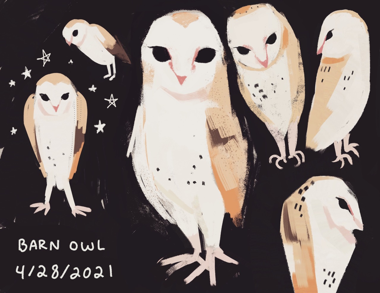 ghostbri:work hosted a live animal drawing session over zoom! met many  cuties…but this barn owl named gizmo was my perfect little boy