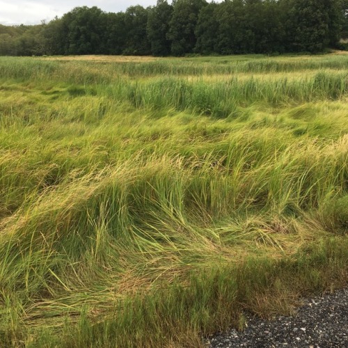 check out this salt marsh