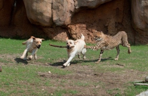 daddy-mcschlongleg: weavemama: weavemama: THIS IS TOO PURE  also it’s true how baby cheetahs are co