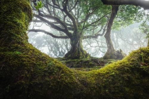 legendary-scholar:  Madeira’s Fanal Forest