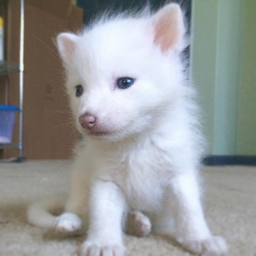 gingerun: cannibalistic-nun: awesome-picz: This Domesticated Baby Red Fox Is The Sleepiest Pet Ever 