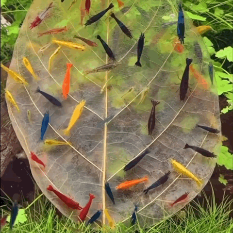 Colorful Shrimp