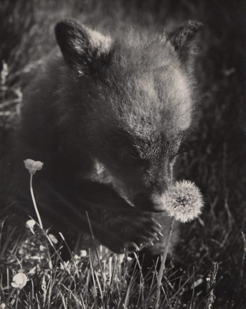 nobrashfestivity:Ylla, Bear cub and Dandelion, 1930s