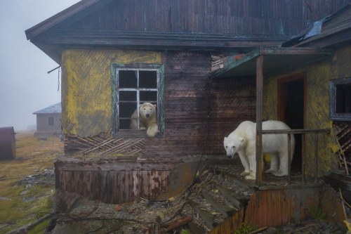  Polar bears take over abandoned weather station !Scientists left a Russian weather station in the A