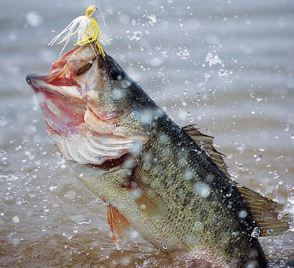 Girl bass fishing on boat