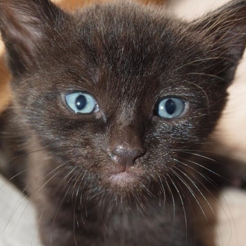 Baby Chuck Bass! #illias #cat #catsofinstagram #kitty #blueeyes #cute #love #lovehim #chuckbass #pho