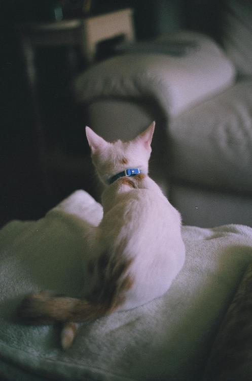 Felinomania
