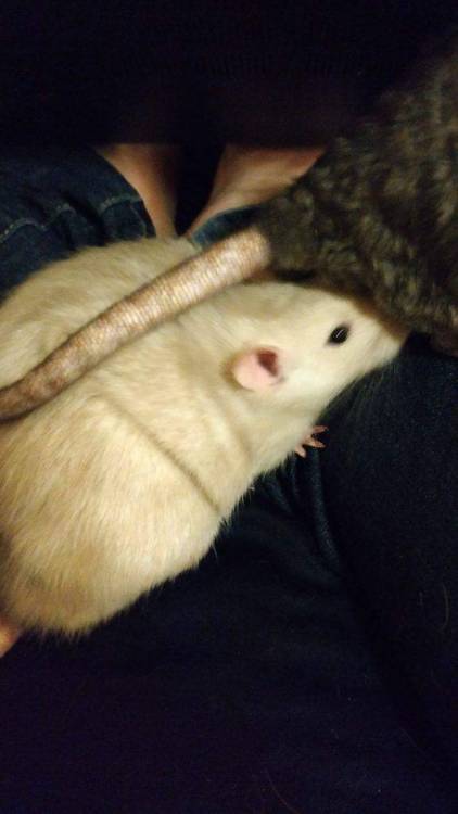 mychemicalratmance: why is getting a nice rat picture so hard (thanks lily butt)