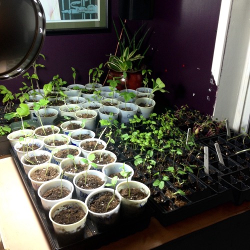 findingrabbit:Slowly transplanting everything in to cups. Hopefully the weather warms up so they can