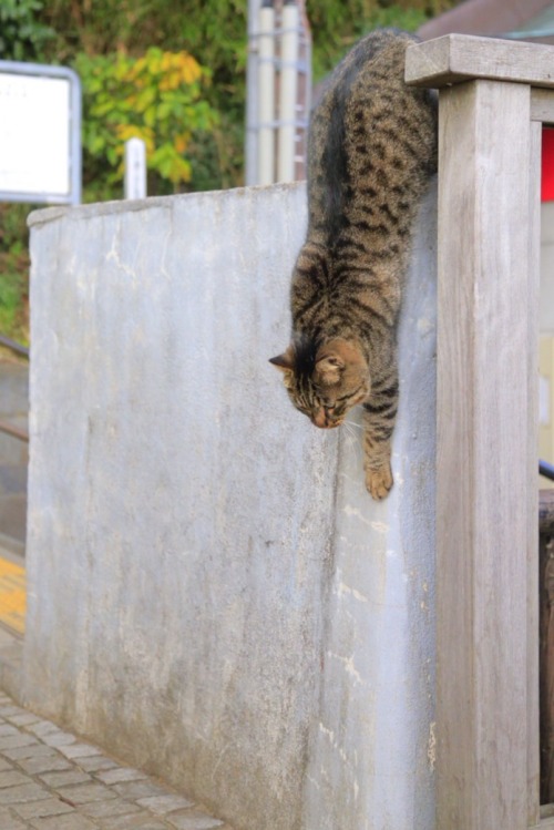 ねこ