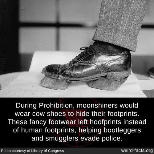 During Prohibition, moonshiners would wear cow shoes to hide their footprints. These fancy footwear 