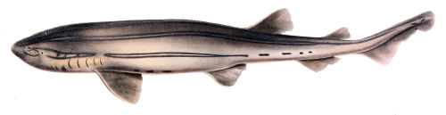 Pyjama shark (Poroderma africanum)The pyjama shark is a species of catshark, and part of the family 