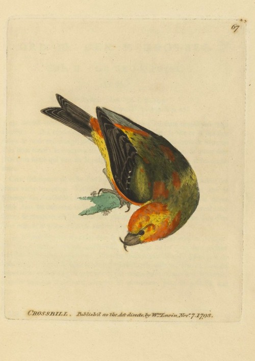 Lewin, William. The birds of Great Britain, systematically arranged, accurately engraved, and painte