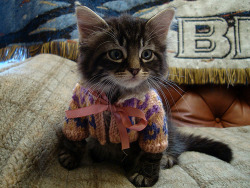 Cats. In. Sweaters. 