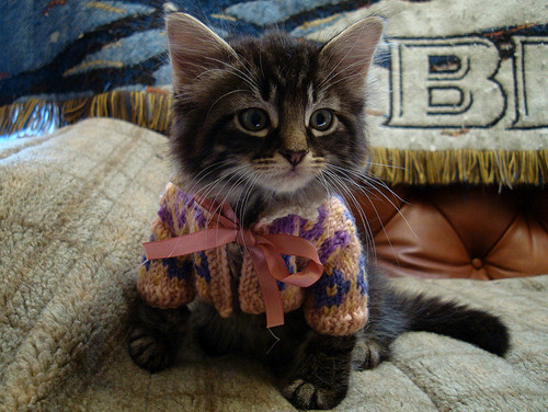 CATS. IN. SWEATERS.  porn pictures