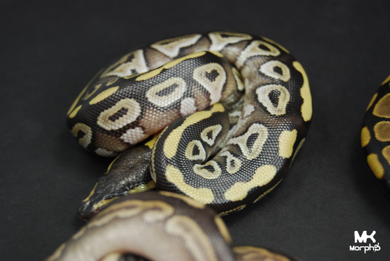 mkmorphs:  We already planned to keep a female mojave cinnamon but we are now giving