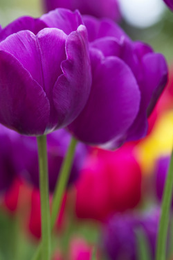 blooms-and-shrooms:   Paint Your Colors Bright by Renae Smith 	  	 						 			      