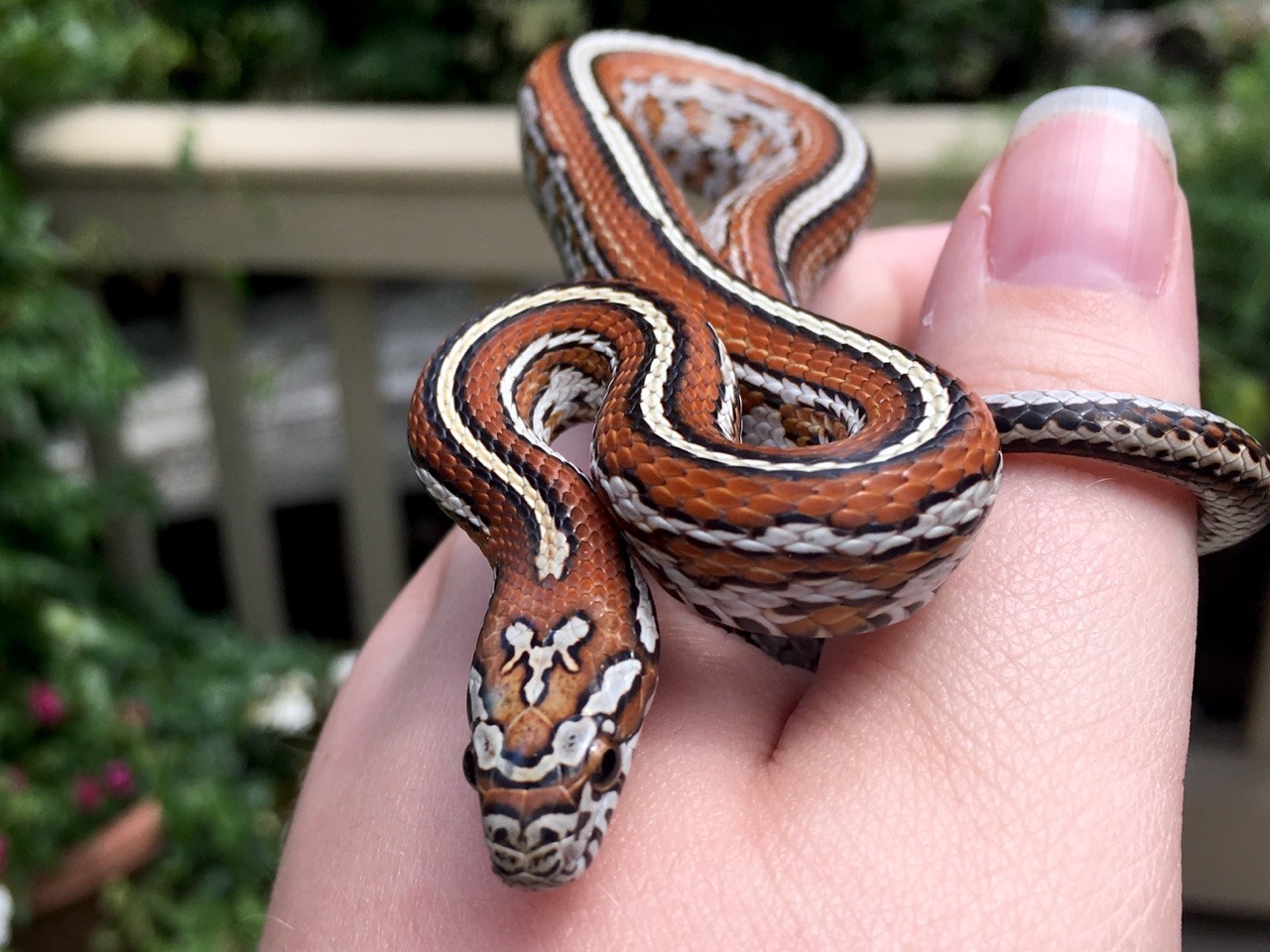 sunfish-exotics: Not much better than a line bred locality cornsnake, add in tessera
