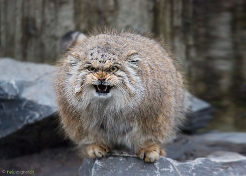 carefulwiththataxe:boredpanda:The Manul Cat Is The Most Expressive Cat In The WorldThe cat version o