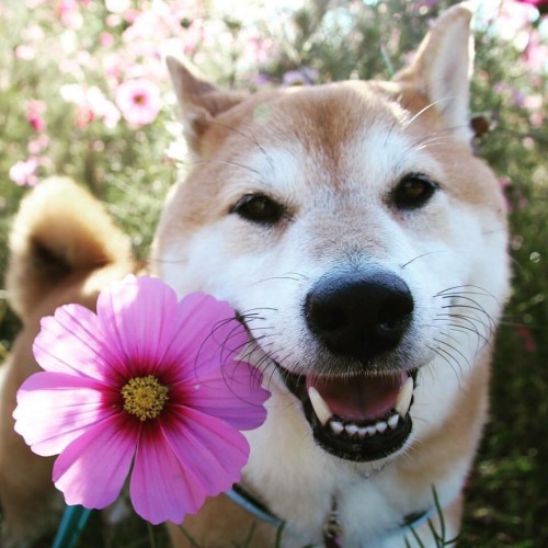 momokitsune: shibe brought you a flower