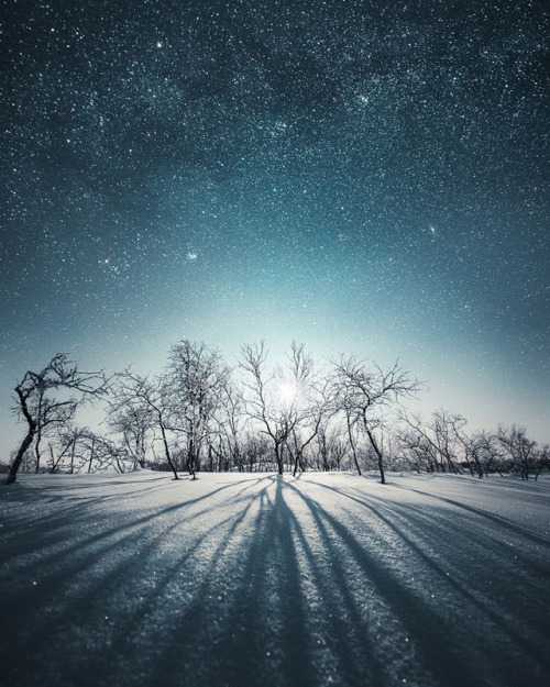 archatlas:   Shapes of Nature Trees surround us with their beauty in this set of photographs captured by Mikko Lagerstedt  in Finland.   