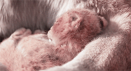 odairannies:    life’s not fair, is it my little friend? while some are born to feast,              
