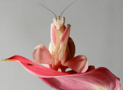 sixpenceee:Orchid Mantis is a beautiful pink and white mantis with lobes on its legs that look like flower pentals. Although this species does not live on orchids, it does look remarkably well like a flower or orchid. It is found in Malaysia. (Source)