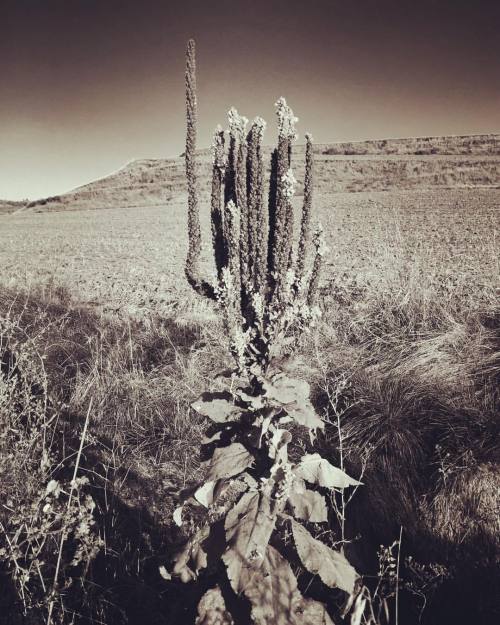 qristina:  La Rioja offers us all of the flora and fauna.  (at Alesanco, La Rioja, Spain)