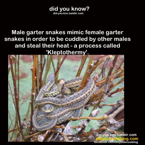 did-you-kno:  Source