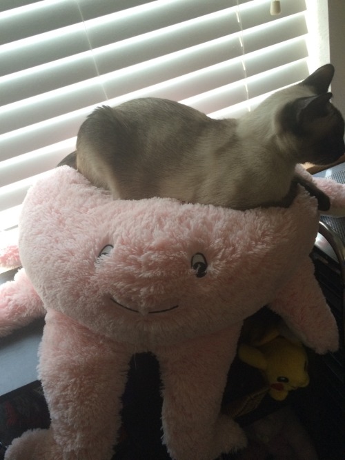 adaliekendra:So apparently Daenerys likes my giant stuffed octopus, and Mira likes our suitcase. Fan