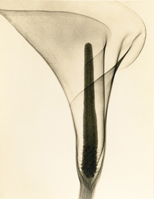 adreciclarte:  X ray of a Lily, 1930 by Dain L. Tasker 