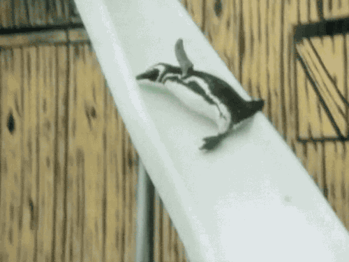 gameraboy:  Having a bad day? Please enjoy these penguins on a water slide! 