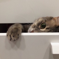 mygirl1980:  Peek a boo