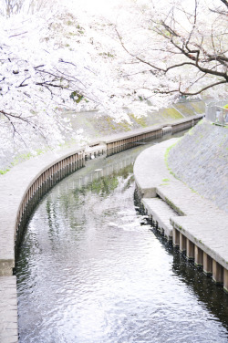 japanesecontent:  善福寺川緑地 sakura