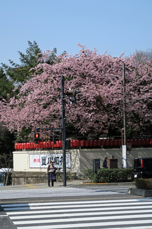 ninetail-fox:Cherry blossoms ,Akasaka
